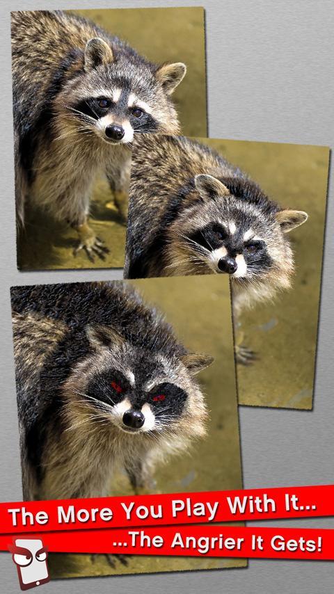 Angry Raccoon Free!