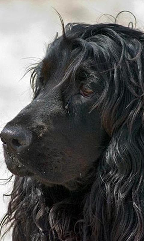 Black dogs wallpapers