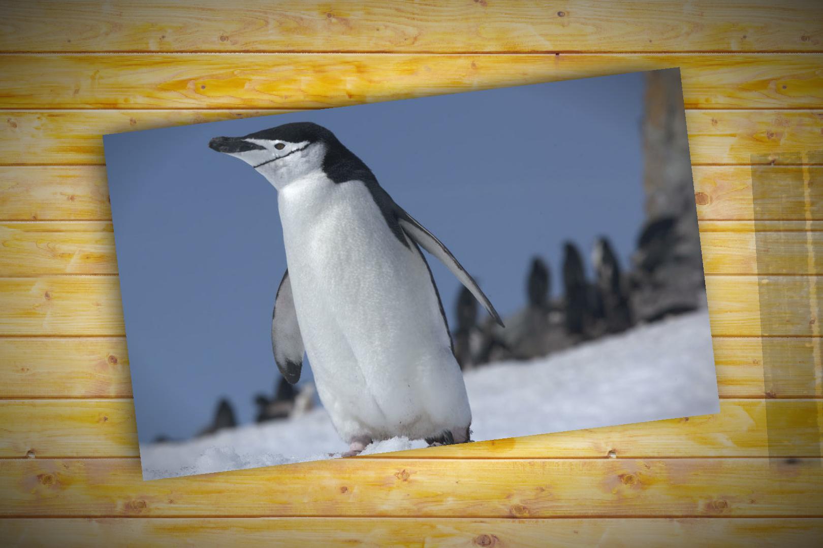 Cloud Digital Photo Frame Free