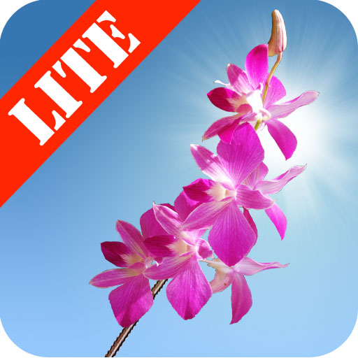Orchids Lite Live Wallpaper