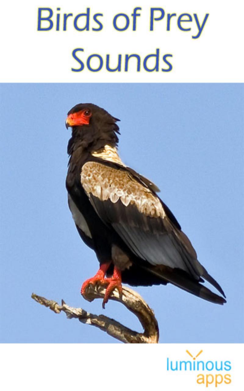 Birds of Prey Sounds Free