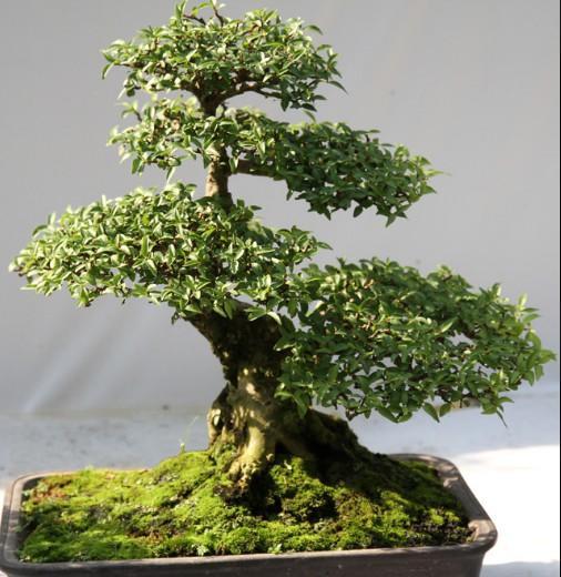 bonsai plants