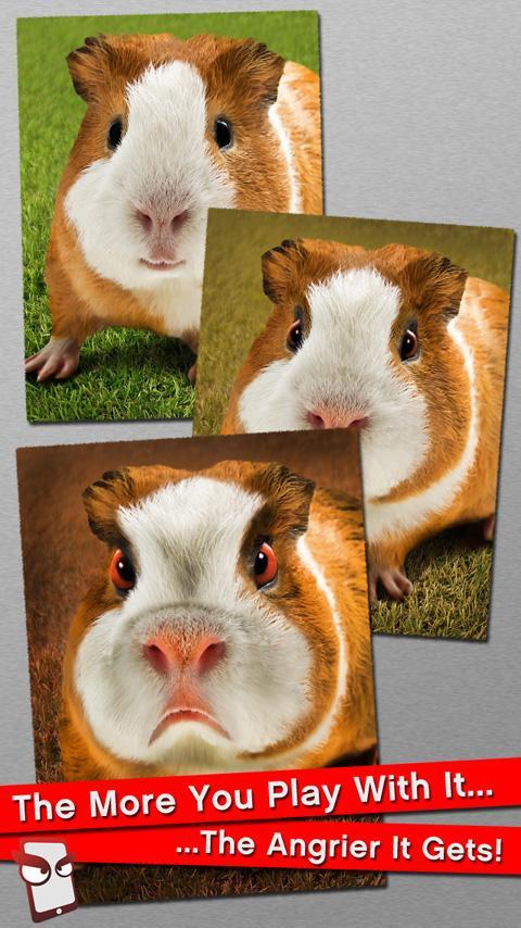 Angry Guinea Pig Free!