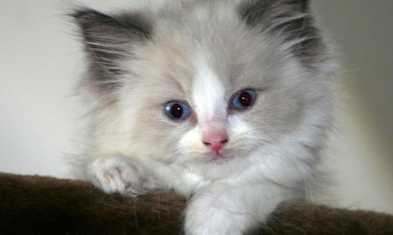 Kitten 3d wallpapers