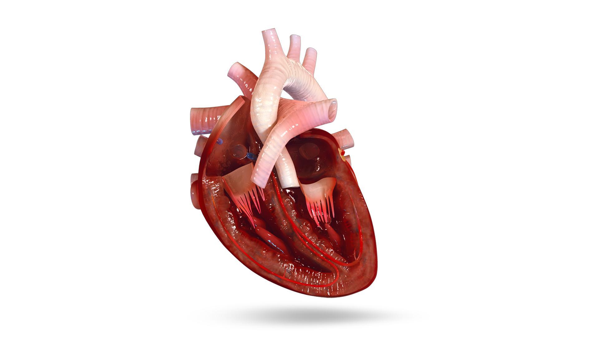 VR Human Heart