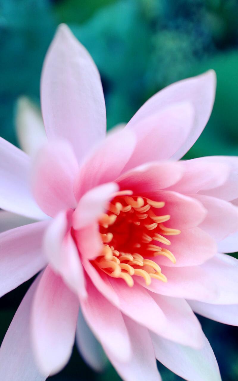 Lotus Flower Live Wallpaper